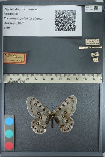 Media type: image;   Entomology 174235